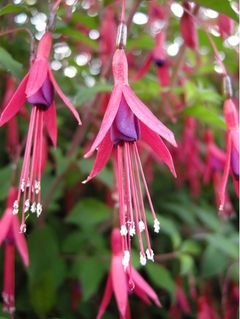 Aljaba (Fuchsia magellanica) - Hermosa Planta Nativa