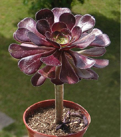 Rosa Negra Suculenta Aeonium Arboreum Zwartkop