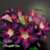Muda Rosa do Deserto de enxerto com flor Bouquet Simples na cor Roxa - Matriz Bouquet Uva