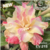 Muda Rosa do Deserto de enxerto com flor tripla na cor Coral Matizada - CORALINA - EV218/23