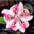 Muda Rosa do Deserto de enxerto com flor Dobrada na cor Branca Matizada - Matriz EV-156