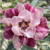 Muda Rosa do Deserto de enxerto com flor tripla na cor Rosa Matizada - PALADINO - EV217/23