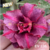 Muda Rosa do Deserto de enxerto com flor dobrada na cor Roxa Matizada - PITANGA - EV226