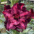 Muda Rosa do Deserto de enxerto com flor Dobrada na cor Roxa Matizada - Matriz Violete Perfumada EV-171