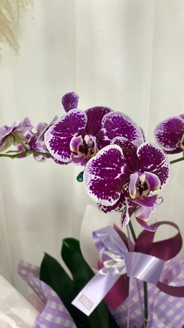 Comprar Orquídeas em Floricultura Arte e Cheiro