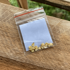 12 sementes de Pimenta Cambuci (Chapéu de Bispo) - comprar online