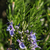 Hidrolato de Alecrim (Rosmarinus officinalis QT Cânfora) ORGÂNICO - 1L - comprar online