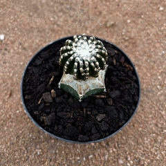 Discocactus horstii enxertado (Pote 11)