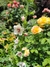 Verbascum blattaria - Junto a las Rosas