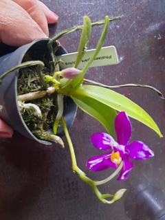 Phalaenopsis pulchra (espécie) - comprar online