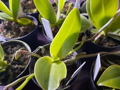 Phalaenopsis pulchra (espécie) - Orquidário Hortolândia