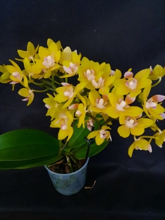 Phalaenopsis Gold Tris Desk Pot - comprar online