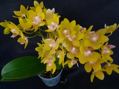 Phalaenopsis Gold Tris Desk Pot