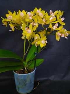 Phalaenopsis Gold Tris Desk Pot na internet