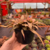 Bromélia Cryptanthus Acaulis - comprar online