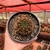 Notocactus Ottonis - Pote 11 - comprar online