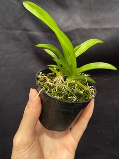 Muda de Rodriguezia venusta - Orquídeas e cactos Orquidário Progresso