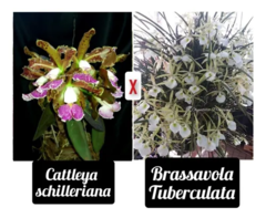 Cattleya Schilleriana X Brassavola Tuberculata