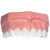 Macro Modelo Evolução da Doença Periodontal - comprar online