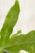 Drynaria Quercifolia - comprar online