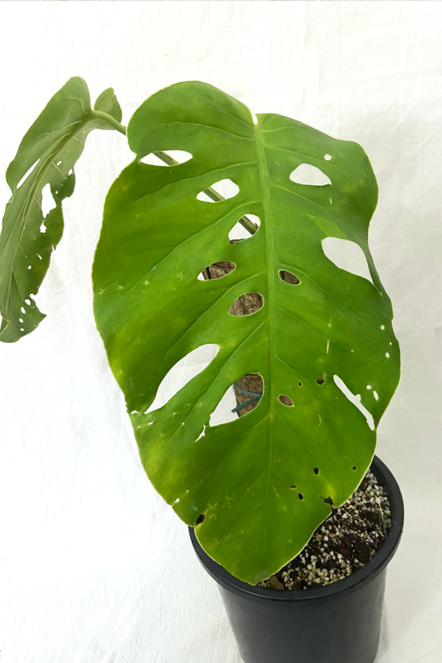 monstera-dubia