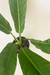 Philodendron Auriculatum - comprar online