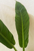 Philodendron Auriculatum na internet