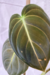 Philodendron Melanochrysum | Filodendro Veludo - comprar online