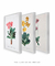 Conjunto 3 Quadros Ilustração de Flores Primulas Villosa, Auricula e Farinosa - Essence Art & Decor
