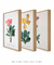 Conjunto 3 Quadros Ilustração de Flores Primulas Villosa, Auricula e Farinosa