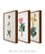 Conjunto 3 Quadros Ilustração de Flores Primulas Villosa, Auricula e Farinosa na internet