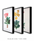 Conjunto 3 Quadros Ilustração de Flores Primulas Villosa, Auricula e Farinosa - loja online