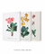 Imagem do Conjunto 3 Quadros Ilustração de Flores Primulas Villosa, Auricula e Farinosa