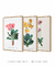 Conjunto 3 Quadros Ilustração de Flores Primulas Villosa, Auricula e Farinosa - comprar online