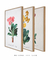 Conjunto 3 Quadros Ilustração de Flores Primulas Villosa, Auricula e Farinosa
