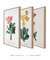 Conjunto 3 Quadros Ilustração de Flores Primulas Villosa, Auricula e Farinosa - comprar online