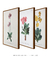 Conjunto 3 Quadros Ilustração de Flores Primulas Villosa, Auricula e Farinosa na internet