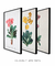 Conjunto 3 Quadros Ilustração de Flores Primulas Villosa, Auricula e Farinosa - loja online