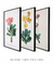 Imagem do Conjunto 3 Quadros Ilustração de Flores Primulas Villosa, Auricula e Farinosa