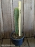 Pilosocereus floccosus pt14 (25cm) na internet
