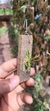 Acianthera muscosa - Orquidário Aparecida