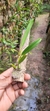 Bulbophyllum biflorum na internet