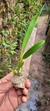 Bulbophyllum biflorum - comprar online