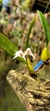 Bulbophyllum acutiflorum Lacre 37488 na internet