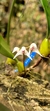 Bulbophyllum acutiflorum Lacre 37488