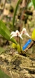 Bulbophyllum acutiflorum Lacre 37488 - comprar online