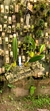 Bulbophyllum acutiflorum Lacre 37488 - loja online