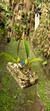 Bulbophyllum acutiflorum Lacre 37488 - Orquidário Aparecida
