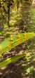 Acianthera binotii Lacre 5370