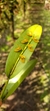 Acianthera binotii Lacre 5370 - comprar online